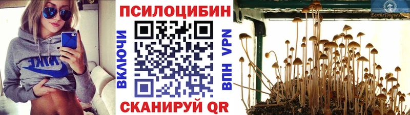 Галлюциногенные грибы Psilocybe  блэк спрут рабочий сайт  Яровое  наркотики 